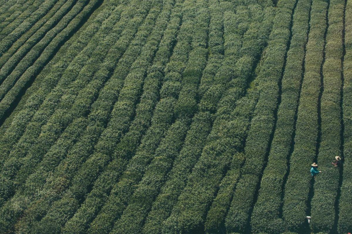 AI agents turned Super Bowl viewers into one high-IQ team — now imagine this in the enterprise